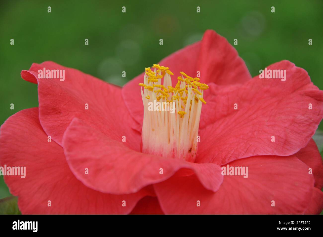 Bellissima camelia florida, fiore di japonica nel giardino, primo piano. Rosa rosa tenue invernale. Foto Stock