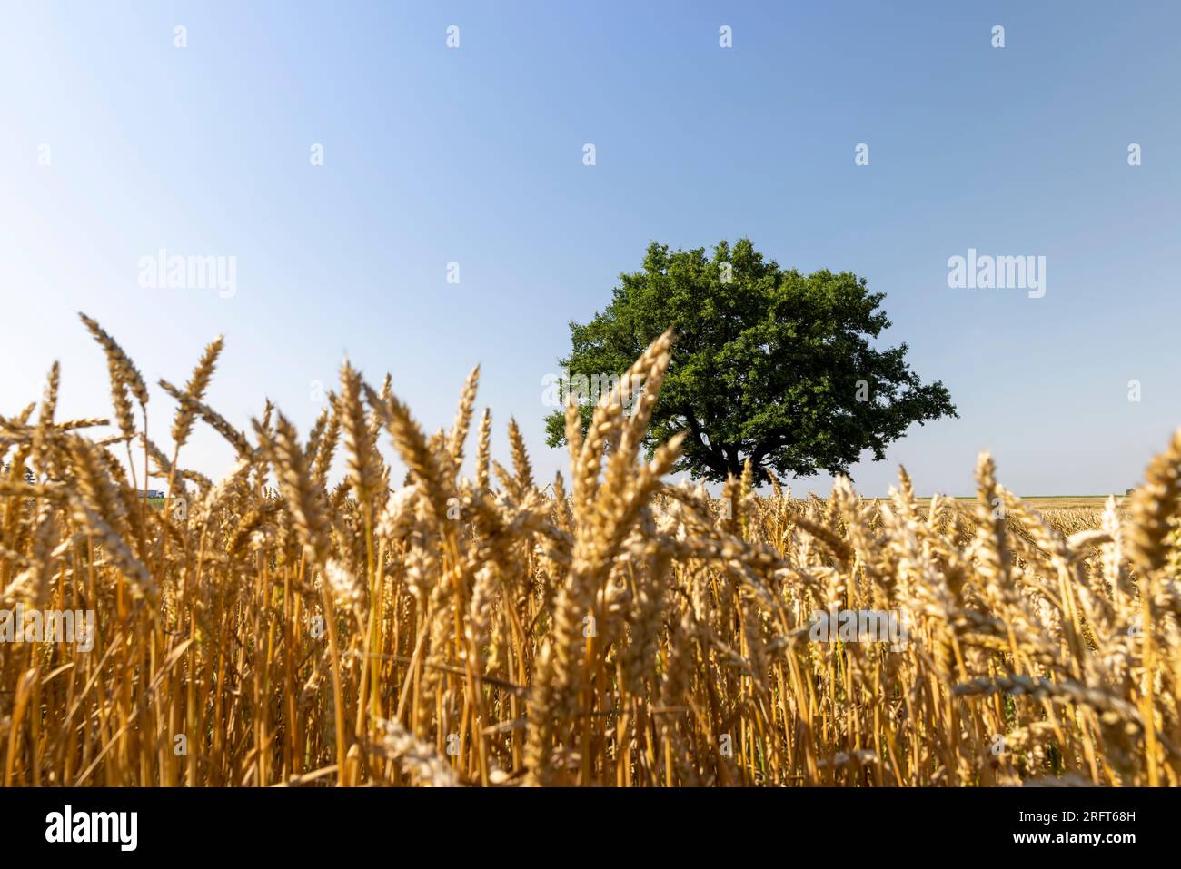 Crescere in un campo con grano, una sola quercia con fogliame verde, una quercia che cresce in un campo con cereali maturi in estate Foto Stock
