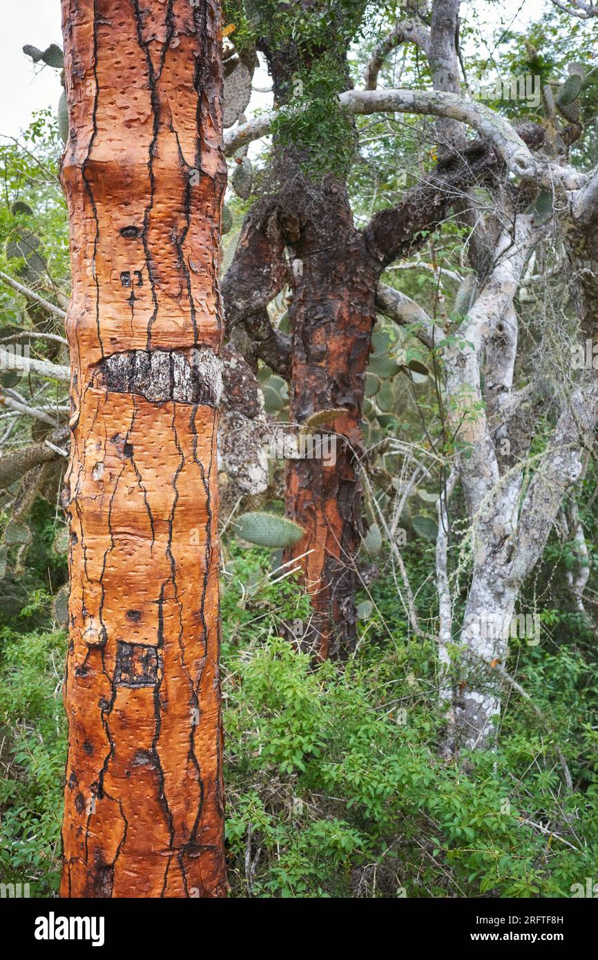 Immagine ravvicinata del tronco gigante di opuntia (opuntia galapageia), messa a fuoco selettiva, Isole Galapagos, Ecuador. Foto Stock