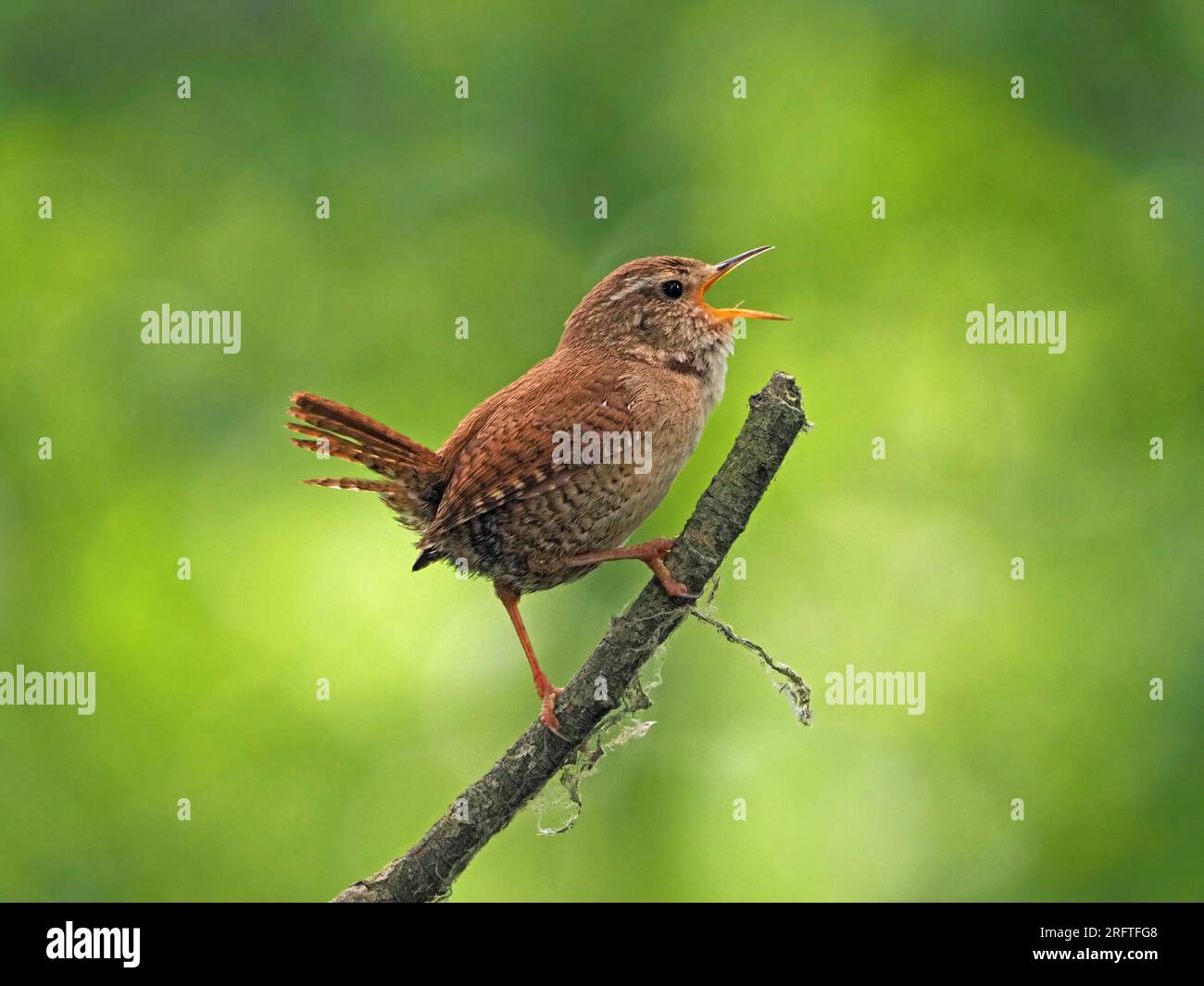 Wren eurasiatica (Troglodytes troglodytes) canta ad alta voce sul poppa su sfondo verde chiaro in un bosco in Cumbria, Inghilterra, Regno Unito Foto Stock