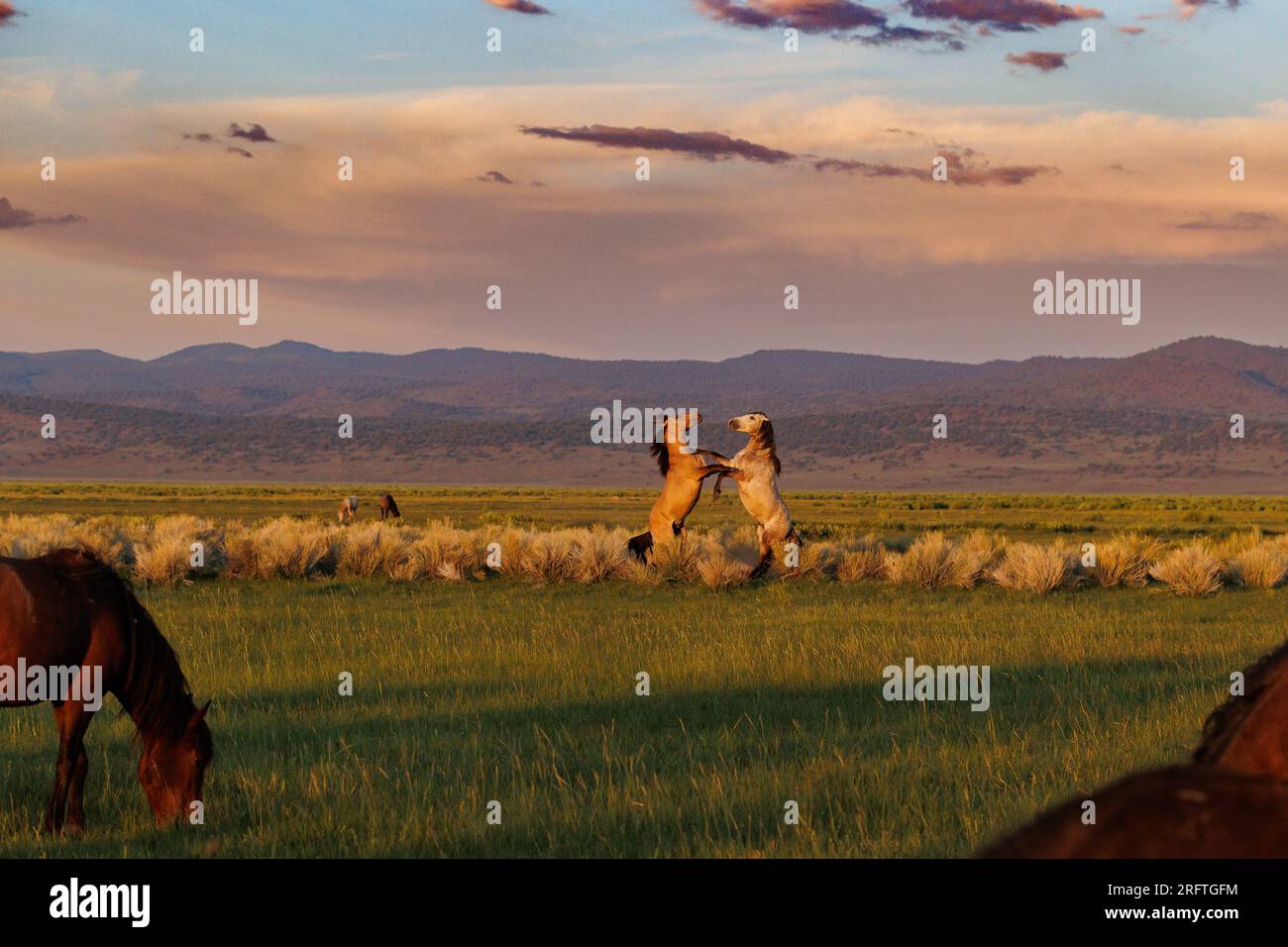 Mono County, CA. 22 luglio 2023. Vista laterale di due cavalli selvaggi che combattono sulle loro gambe posteriori. Foto Stock