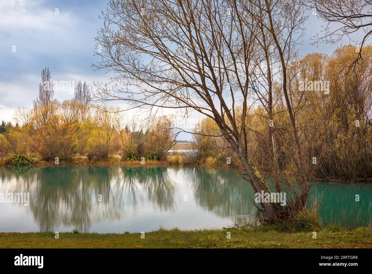 Alberi vicino al lago Ruataniwha Foto Stock