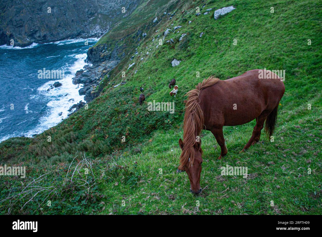 Pascolo di cavalli sul sentiero della costa nord della Cornovaglia vicino a Tintagel Foto Stock