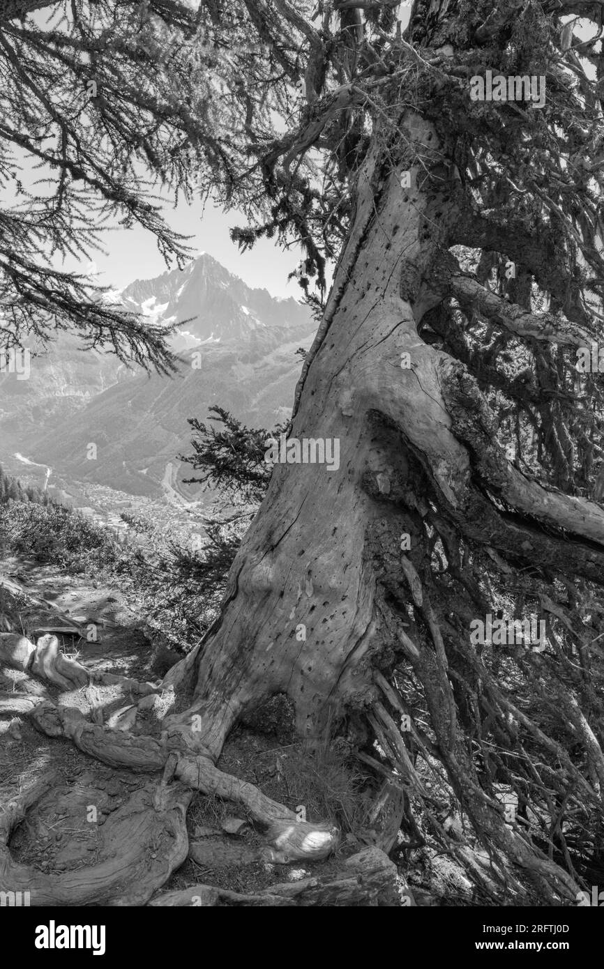 L'Aiguilles verte e il vecchio larice - Trekking Monte bianco - Chamonix. Foto Stock