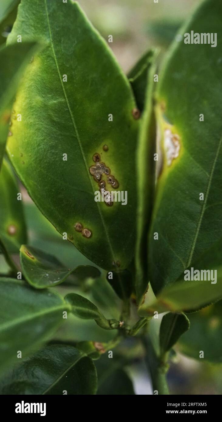 Citrus Leaf malattia batteri Xanthomonas Foto Stock