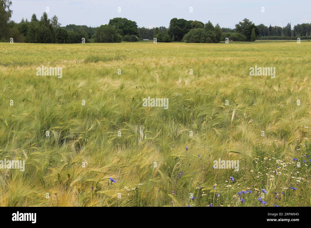 Campo di segale con alcuni fiori di mais in primo piano a Sece, in Lettonia Foto Stock