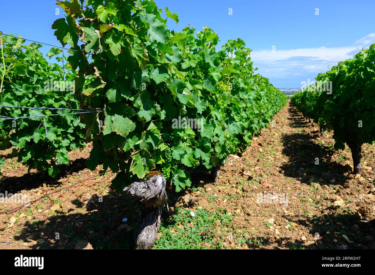 Vigneti di denominazione Pouilly-Fume, vinificazione di vino bianco secco ottenuto da uve sauvignon blanc, coltivate su diversi tipi di terreni, Francia Foto Stock