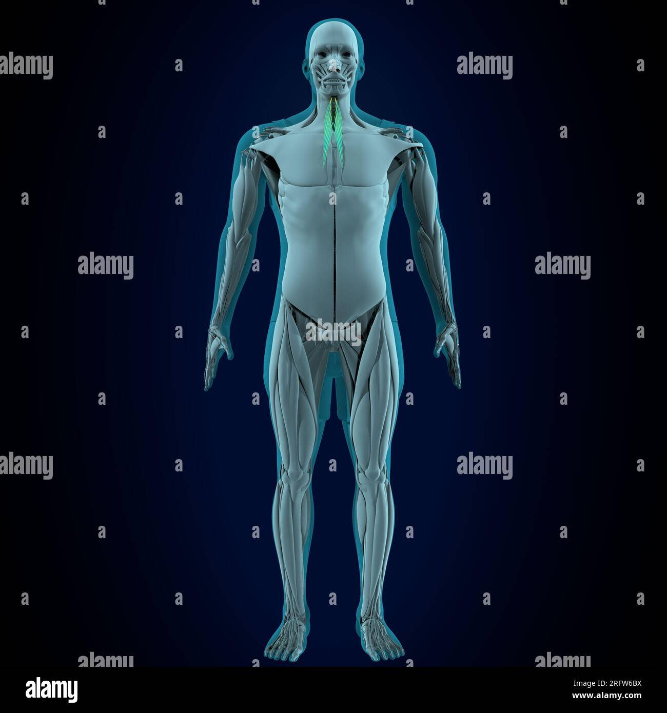 gracilis umano maschile, lliopsoas, sartorius, pectineus, rectus femoris musles anatomy system. illustrazione 3d. Foto Stock