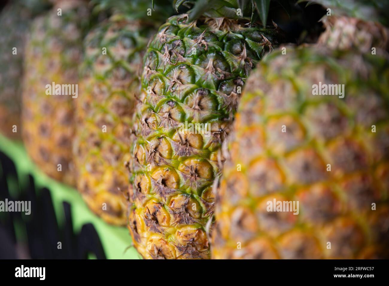 Fila di ananas tropicali freschi biologici Foto Stock