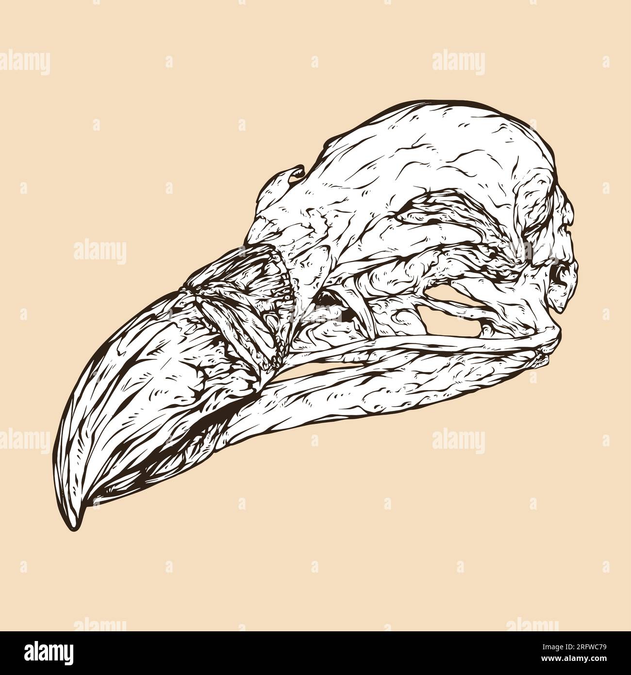 illustrazione vettoriale della testa del cranio dell'avvoltoio griffon Illustrazione Vettoriale