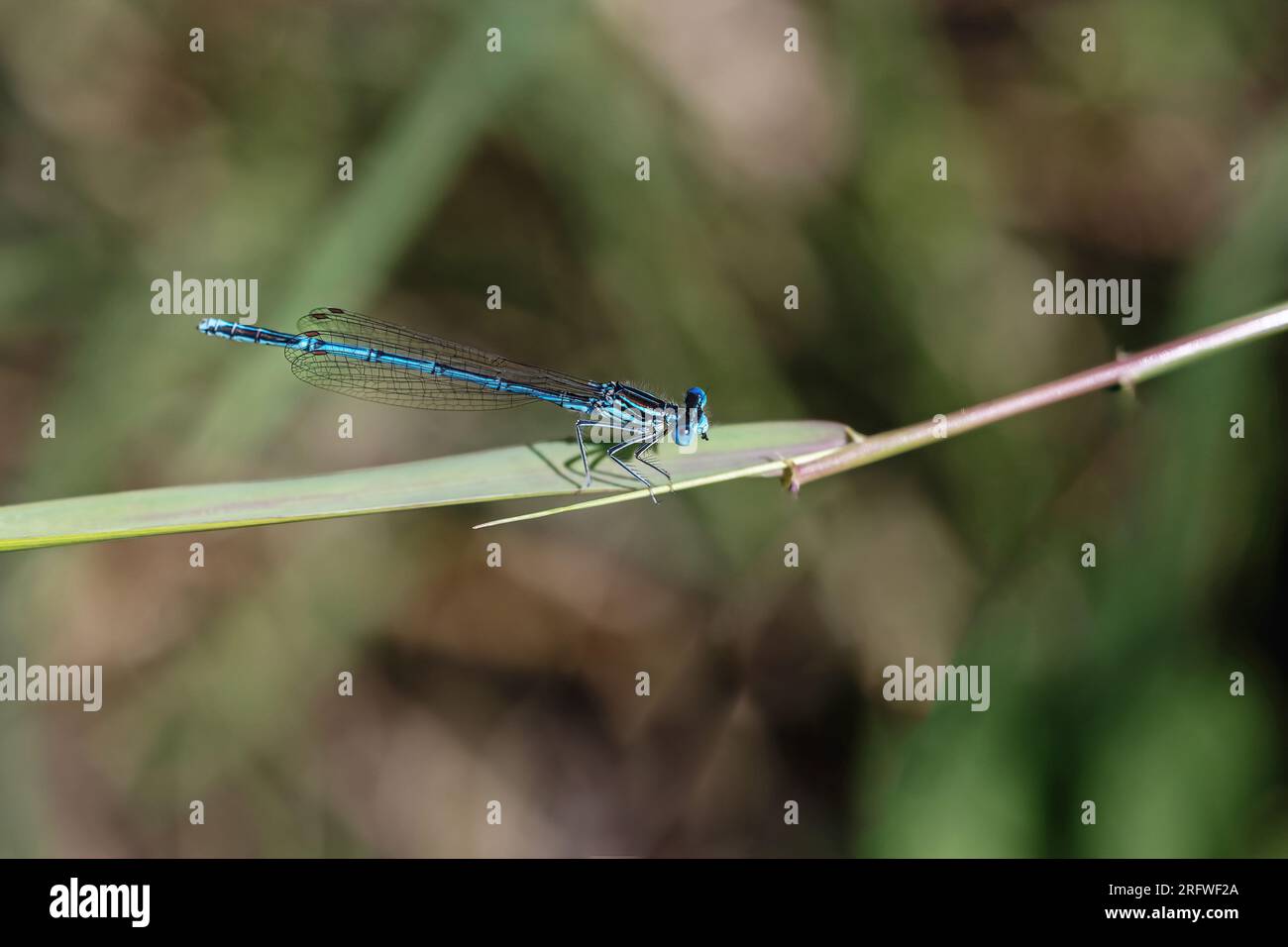 La damselfly a zampe bianche (Platycnemis pennipes) sta posando sulla lama d'erba. Orizzontalmente. Foto Stock
