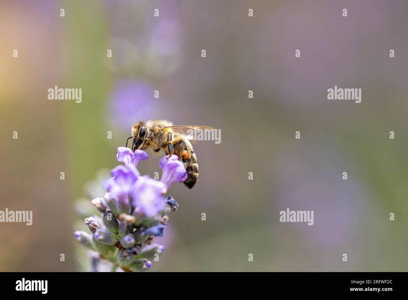 Vista laterale del primo piano del fiore di lavanda viola impollinante delle api mellifere. Orizzontalmente. Foto Stock