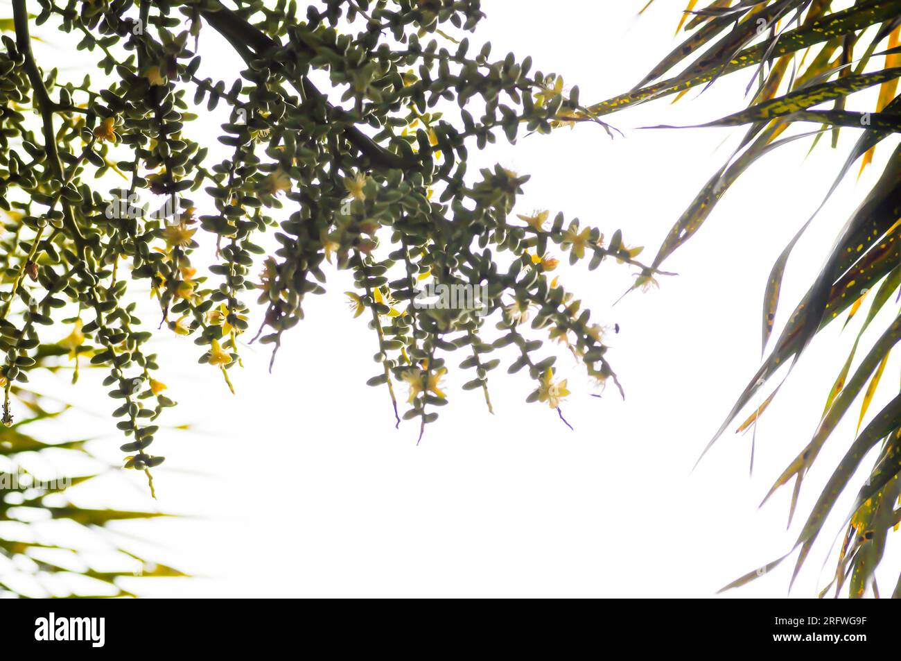 semi di palma di betel o di betel o di palma con semi Foto Stock