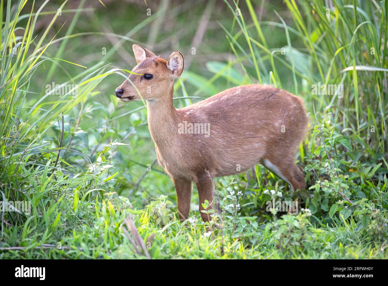Giovane cervo di maiale (Axis porcinus) in piedi in erba, Parco Nazionale di Kaziranga, Assam, India Foto Stock