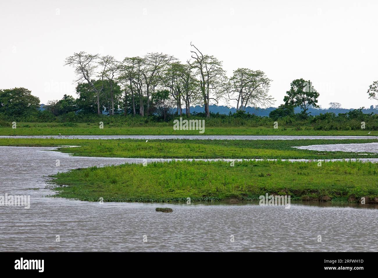 Splendido paesaggio del parco nazionale di Kaziranga ad Assam in India, zona umida circondata da una foresta lussureggiante, in India Foto Stock