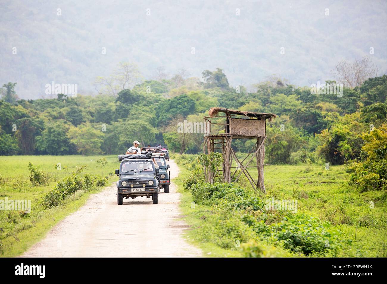 I turisti esplorano il parco nazionale di Kaziranga in fuoristrada 4x4, veicoli, passando davanti a spettacolari paesaggi verdi, lussureggiante vegetazione tropicale, Assam, India Foto Stock