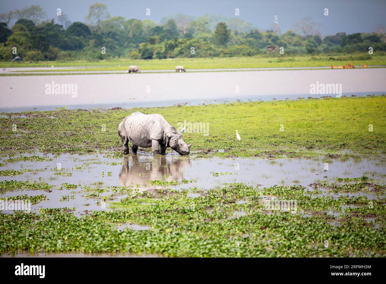 Il grande rinoceronte indiano con un solo corno che pascolava in acque poco profonde nel Parco nazionale di Kaziranga, Assam, India Foto Stock