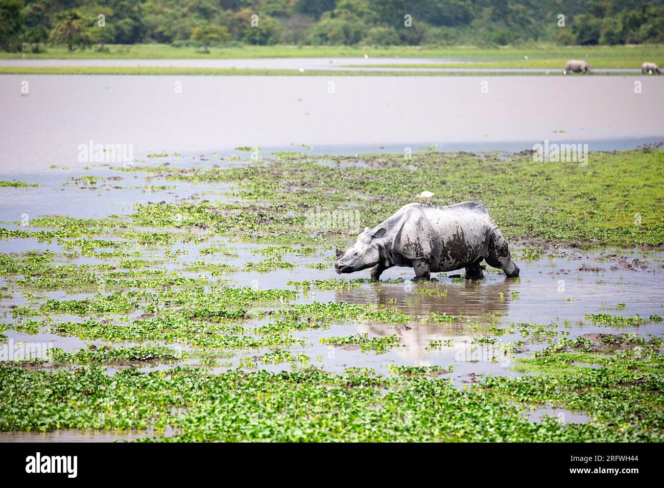 Il grande rinoceronte indiano con un solo corno che pascolava in acque poco profonde nel Parco nazionale di Kaziranga, Assam, India Foto Stock