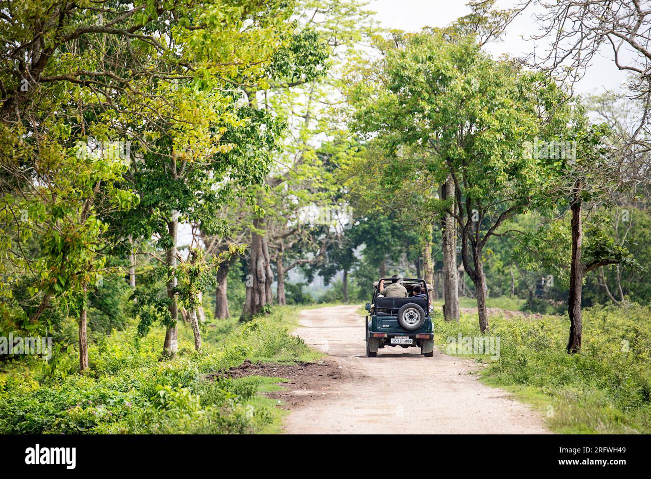 Safari in jeep pieno di turisti su una strada di ghiaia che attraversa la foresta nel Parco Nazionale di Kaziranga, Assam, India Foto Stock