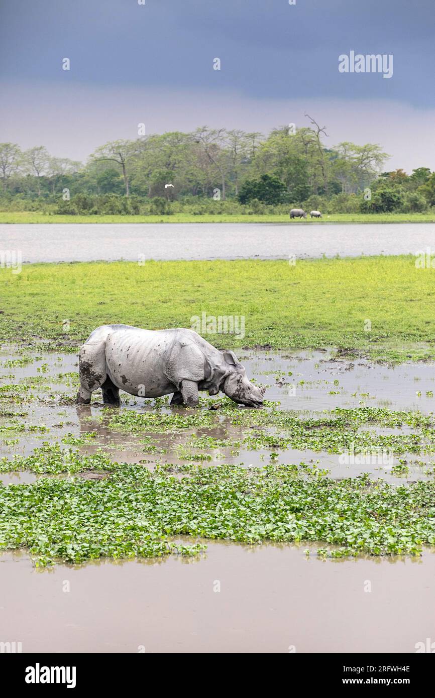 Bellissimi rinoceronti indiani (Rhinoceros unicornis) che mangiano erba vicino al lago nel parco nazionale di Kaziranga nello stato di Assam, in India Foto Stock