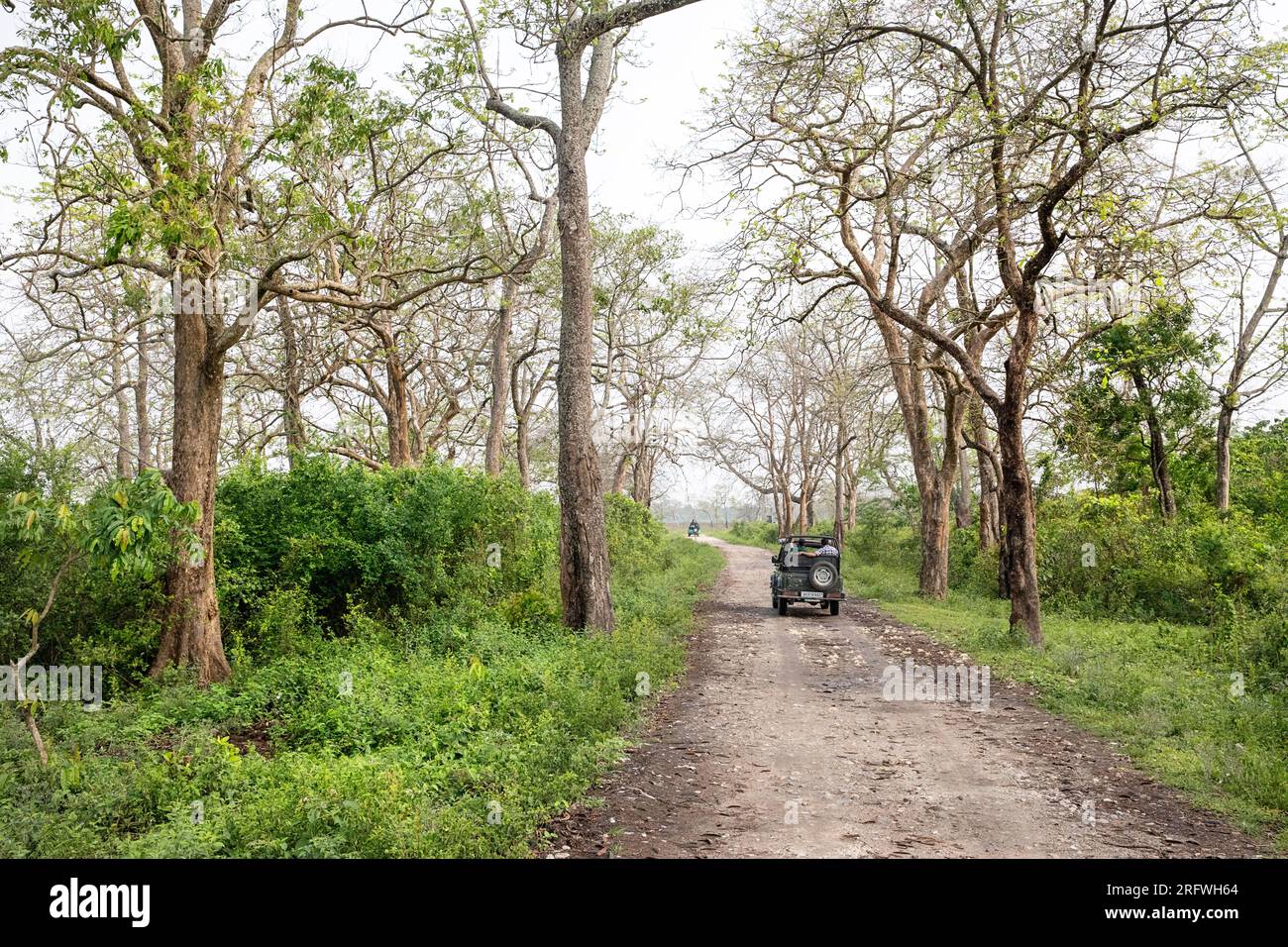 Safari in jeep pieno di turisti su una strada di ghiaia che attraversa la foresta nel Parco Nazionale di Kaziranga, Assam, India Foto Stock
