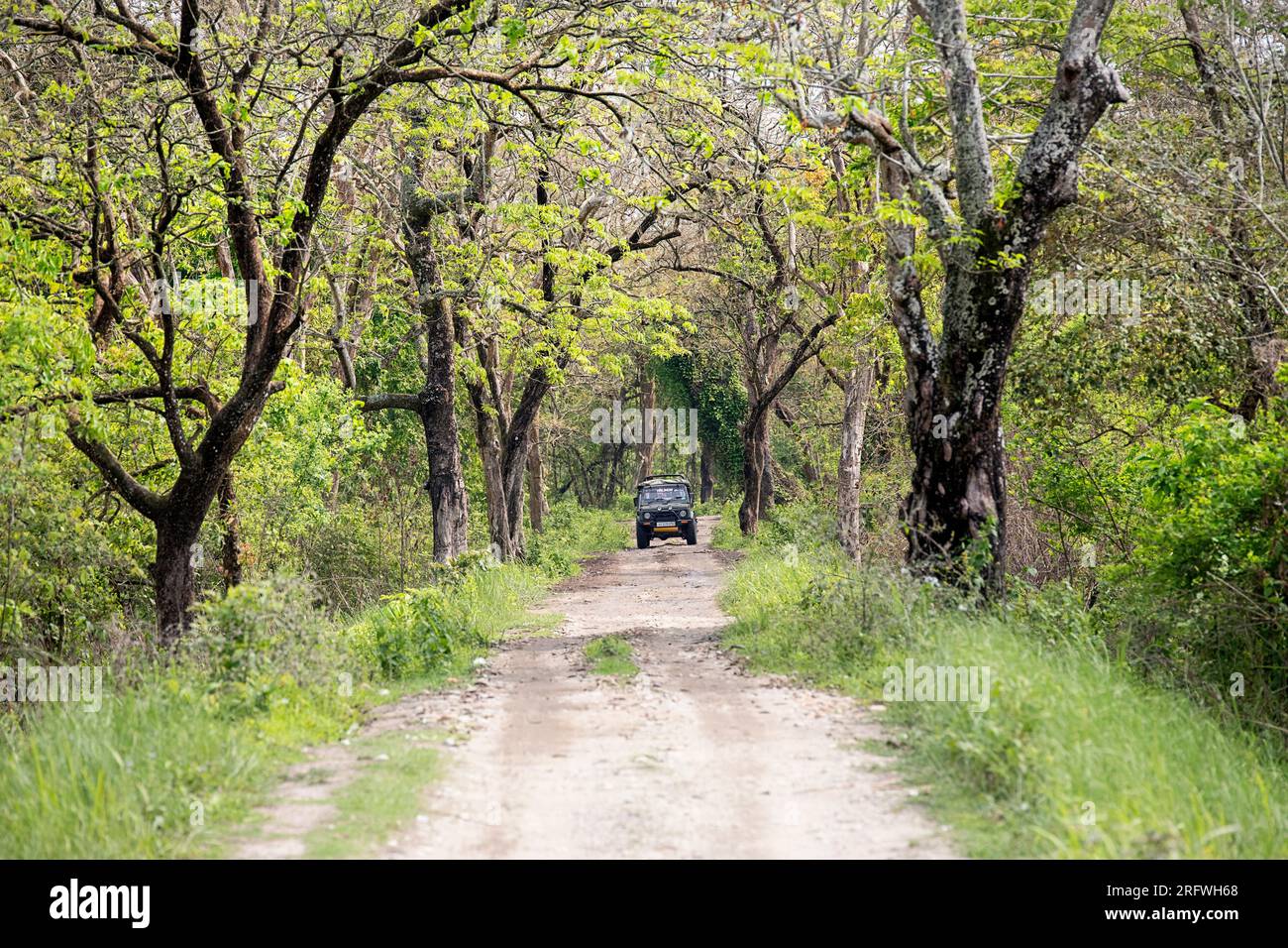 I turisti esplorano il parco nazionale di Kaziranga in fuoristrada 4x4, veicoli, passando davanti a spettacolari paesaggi verdi, lussureggiante vegetazione tropicale, Assam, India Foto Stock
