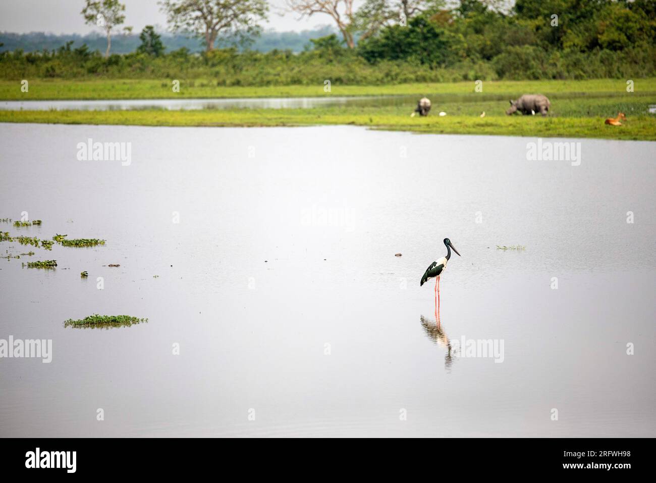 Una cicogna dal collo nero in piedi nell'acqua, rinoceronti che pascolano dietro di lei nel parco nazionale di Kaziranga, Assam, India Foto Stock