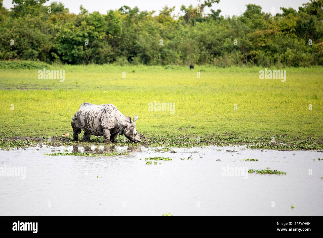 Il grande rinoceronte indiano con un solo corno che pascolava in acque poco profonde nel Parco nazionale di Kaziranga, Assam, India Foto Stock