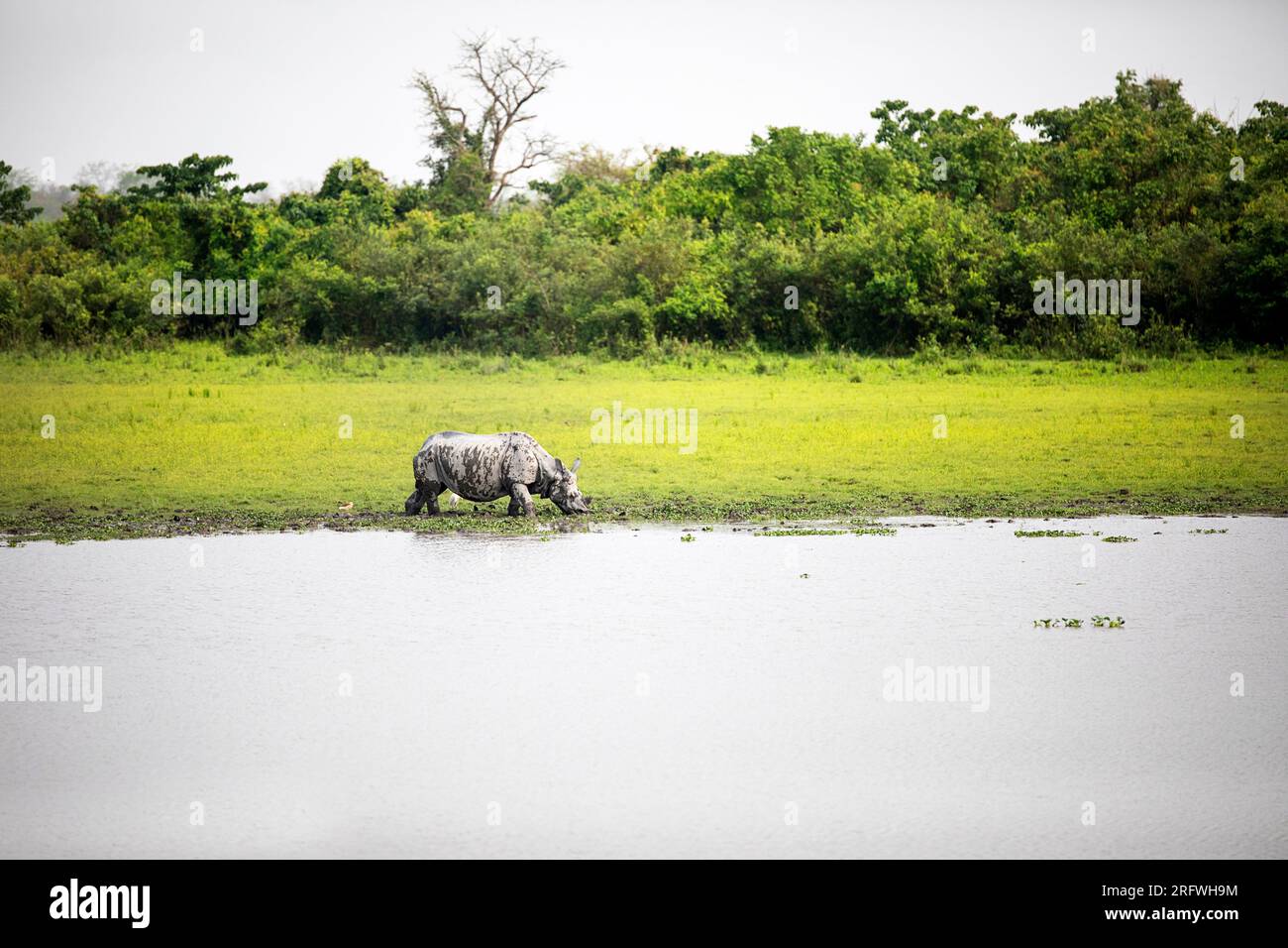 Bellissimi rinoceronti indiani (Rhinoceros unicornis) che mangiano erba vicino al lago nel parco nazionale di Kaziranga nello stato di Assam, in India Foto Stock