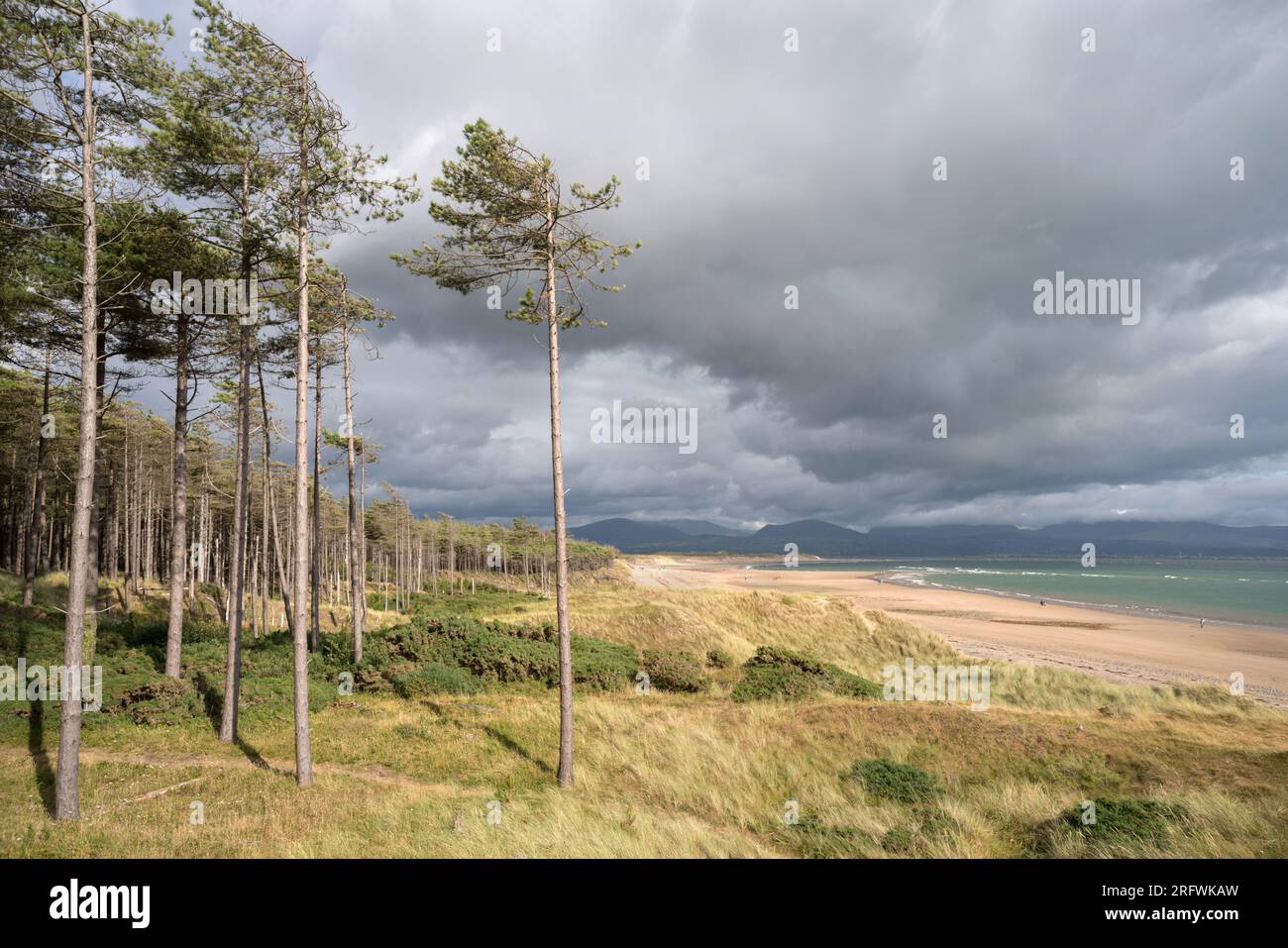 Ai margini della pineta dietro la riserva naturale Dunes Newborough Warren, Anglesey, Galles Foto Stock