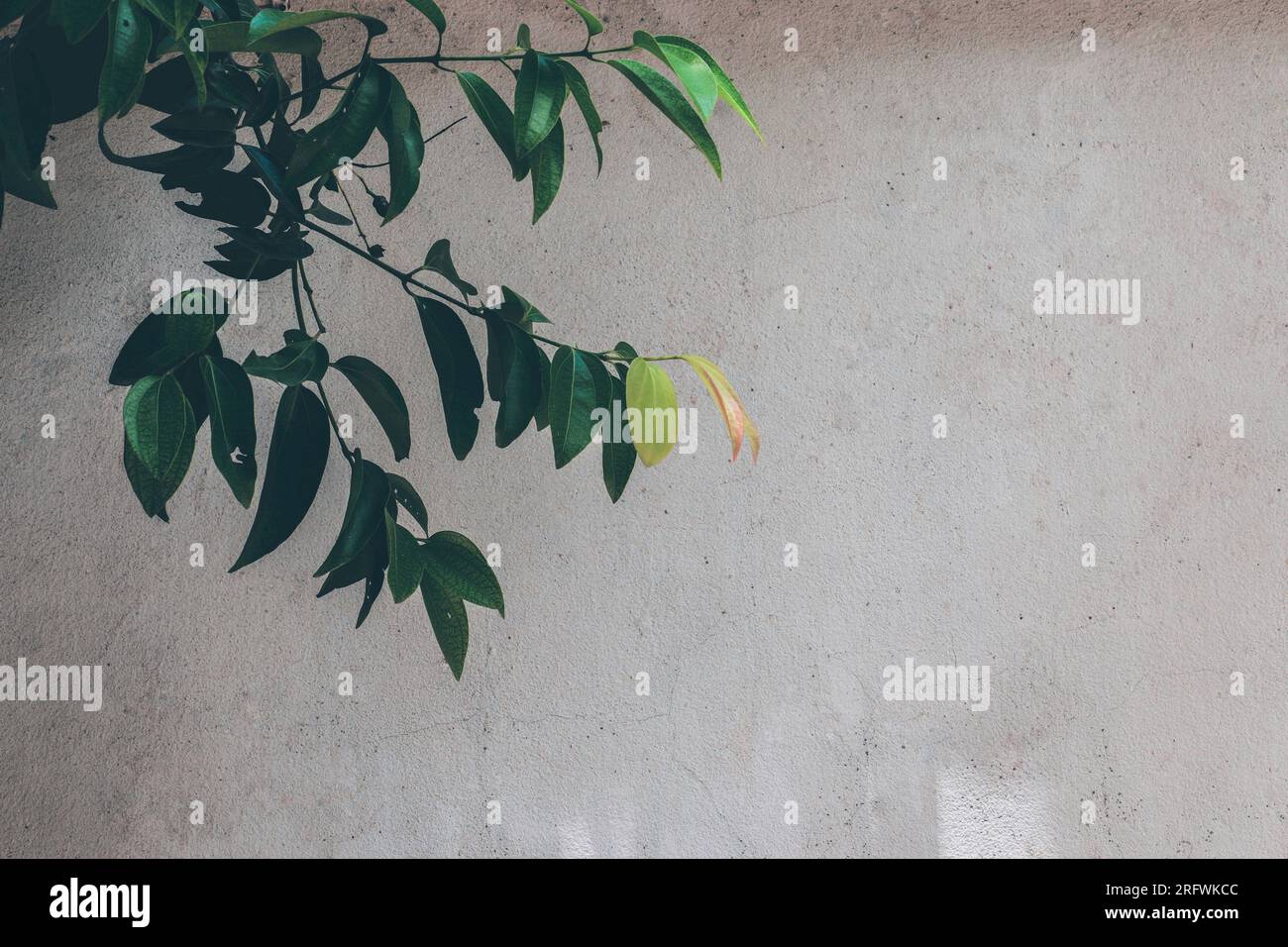 Albero di cannella con foglie colorate Foto Stock