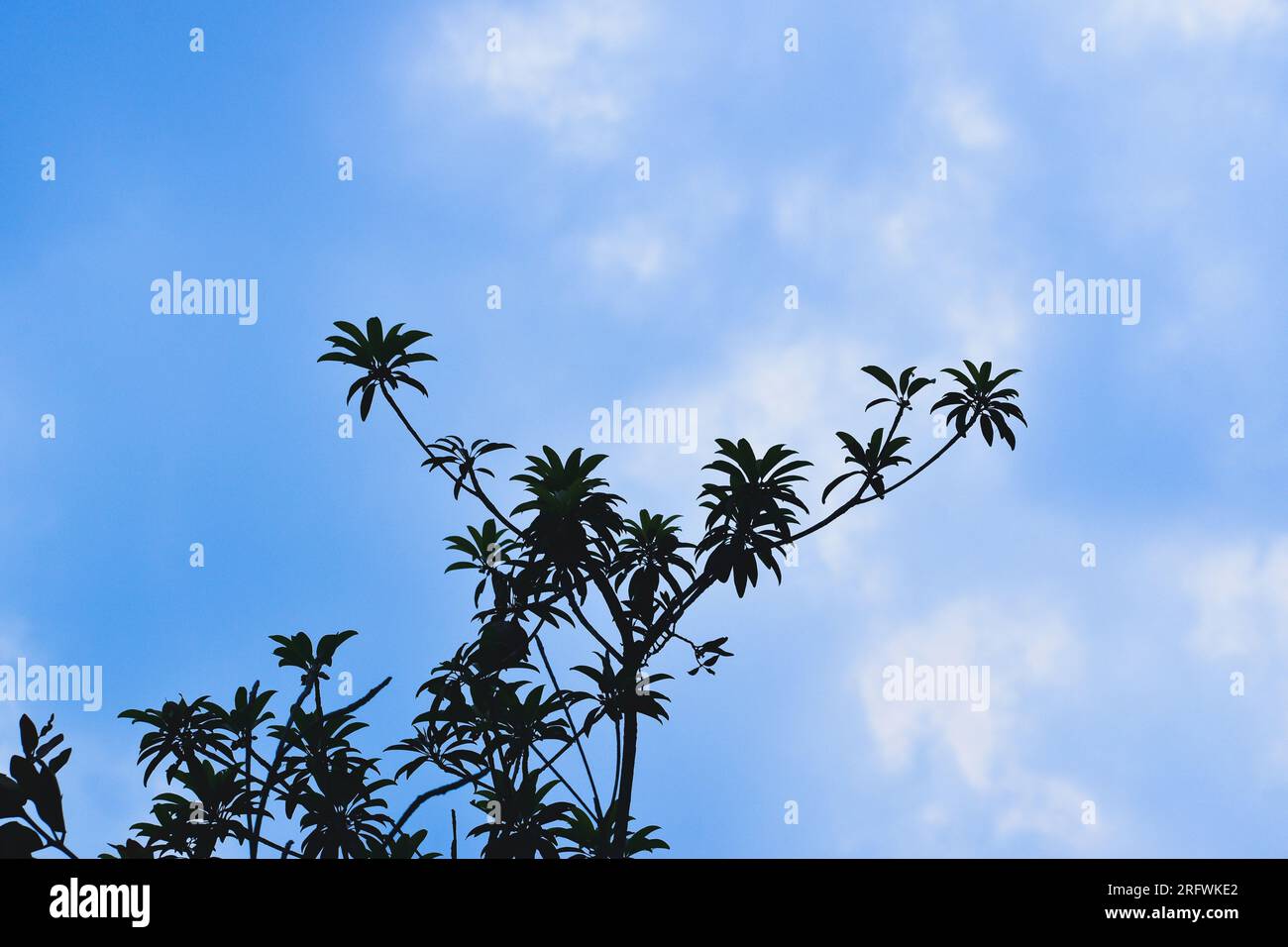 Silhouette di rami d'albero sullo sfondo del cielo blu Foto Stock
