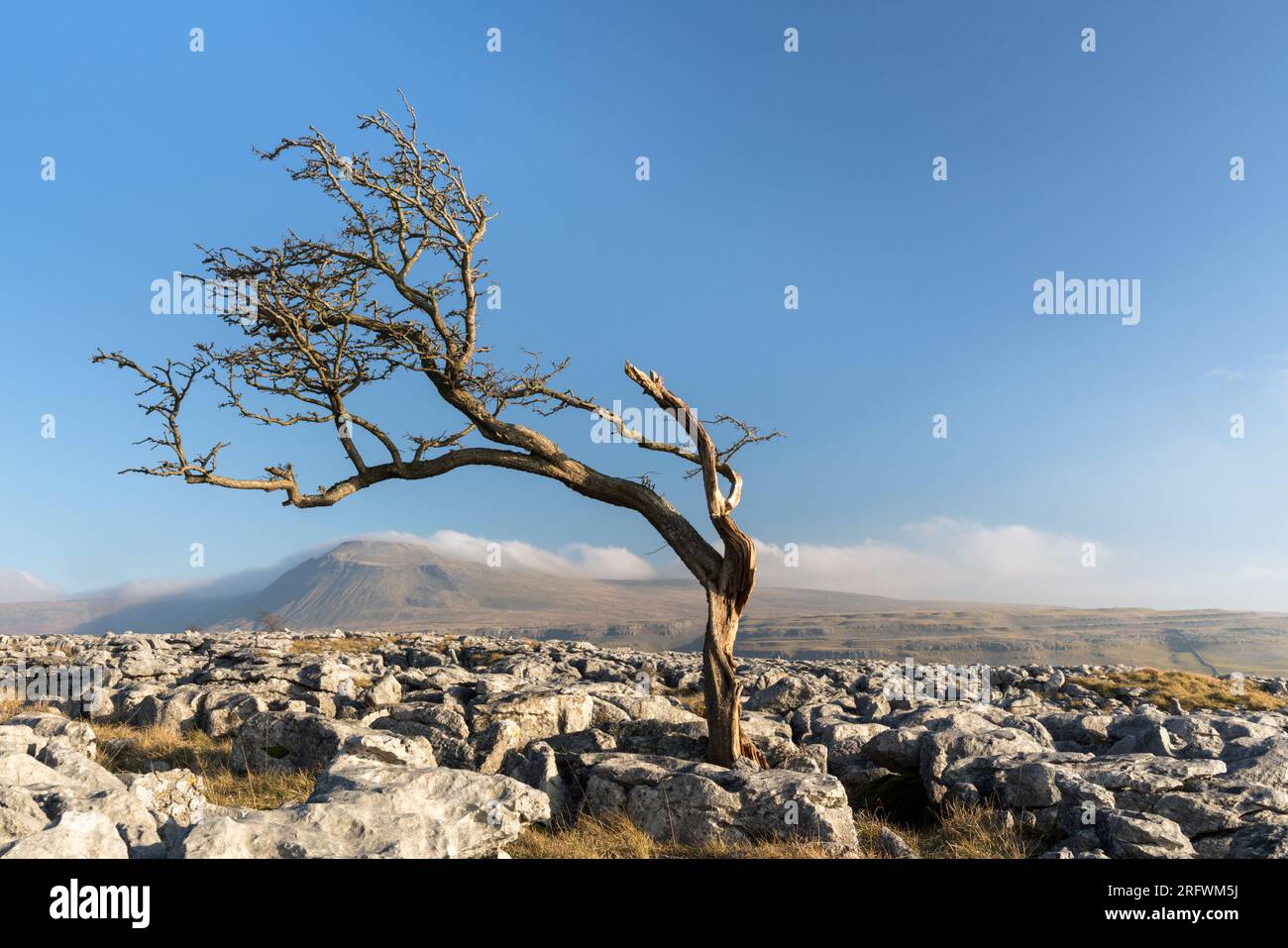 Vecchio albero piegato sulla Twisleton Scar, guardando oltre Ingleton, Yorkshire Dales Foto Stock