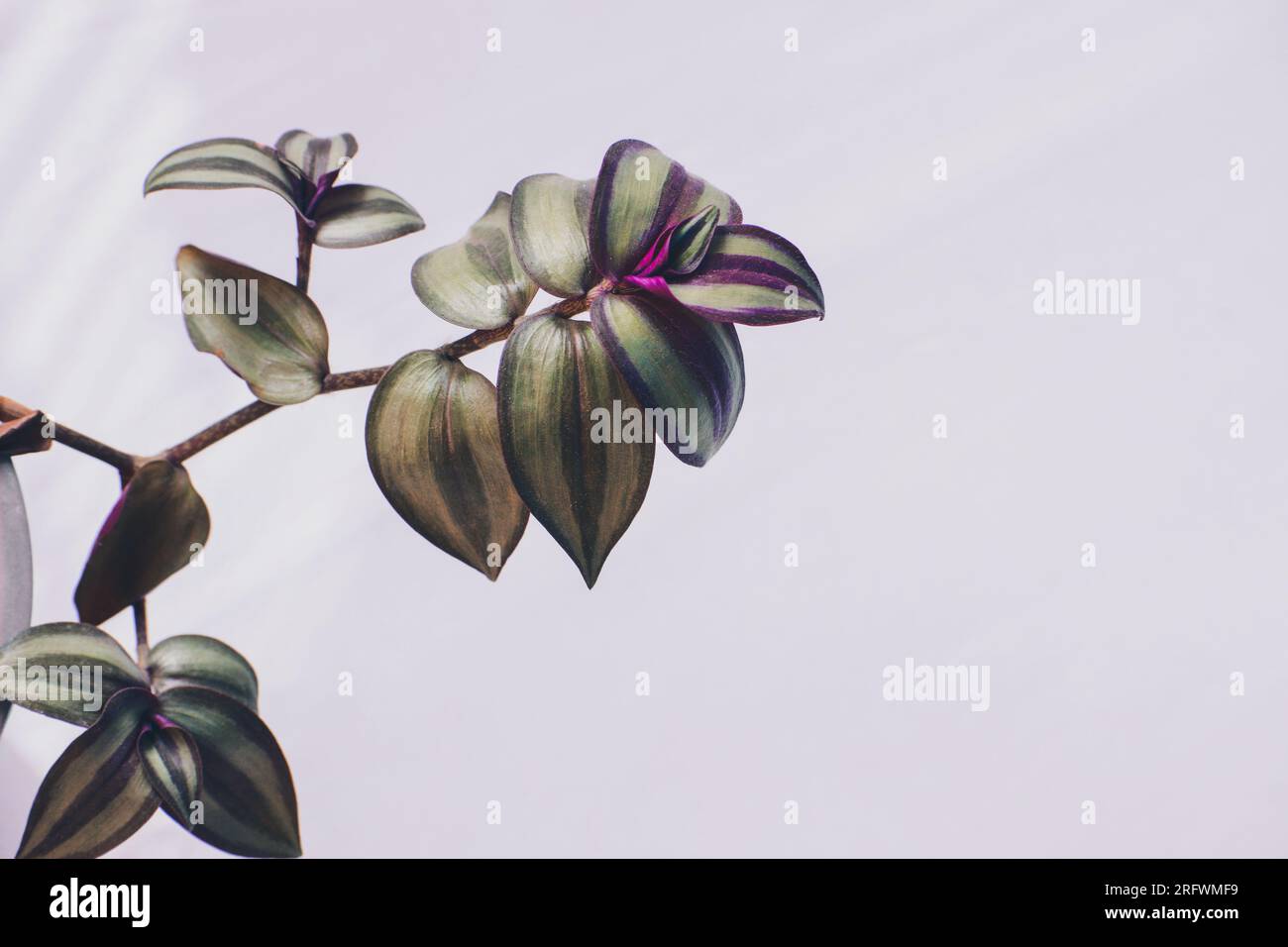 Wandering jew una pianta al coperto Foto Stock