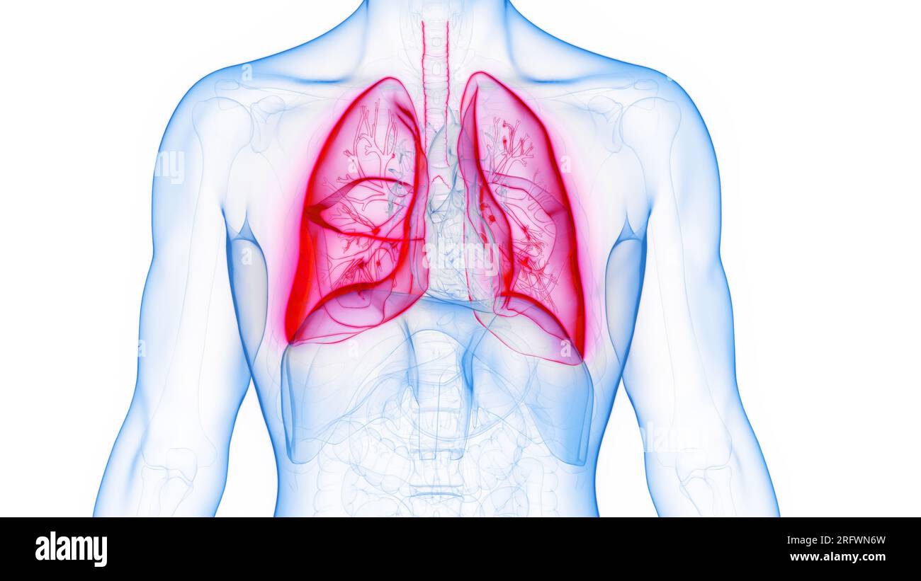 I polmoni, illustrazione Foto Stock
