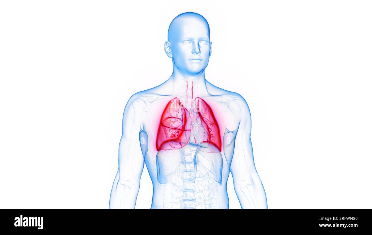 I polmoni, illustrazione Foto Stock