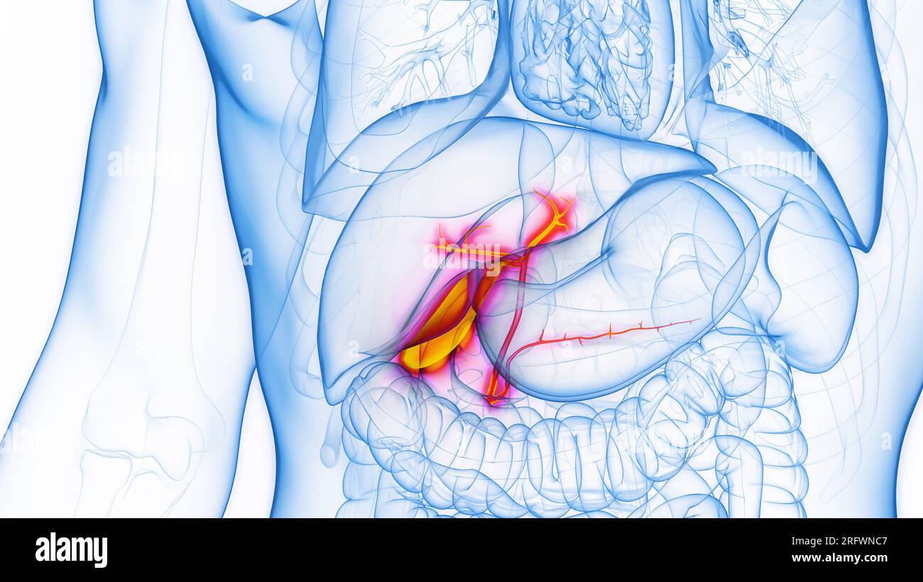 Cistifellea, illustrazione Foto Stock