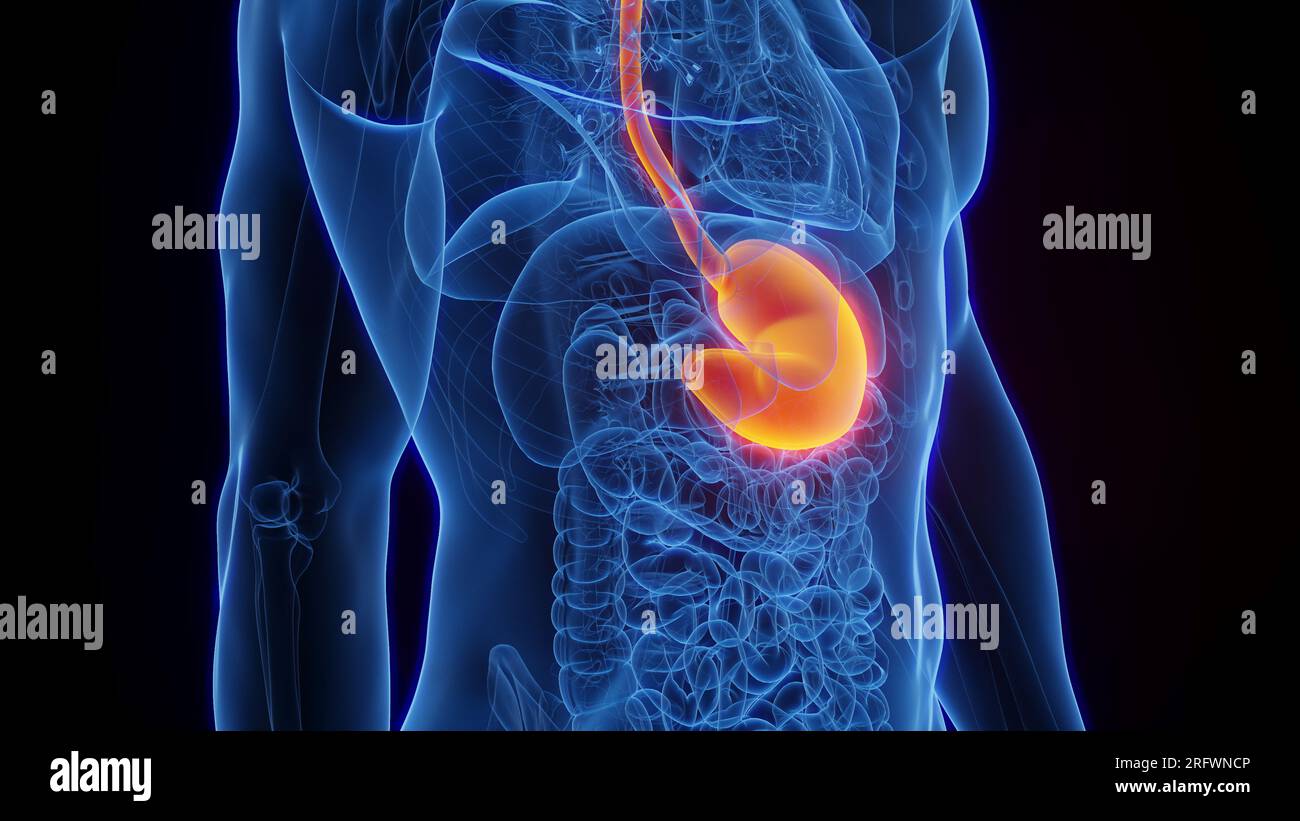 Lo stomaco, illustrazione Foto Stock