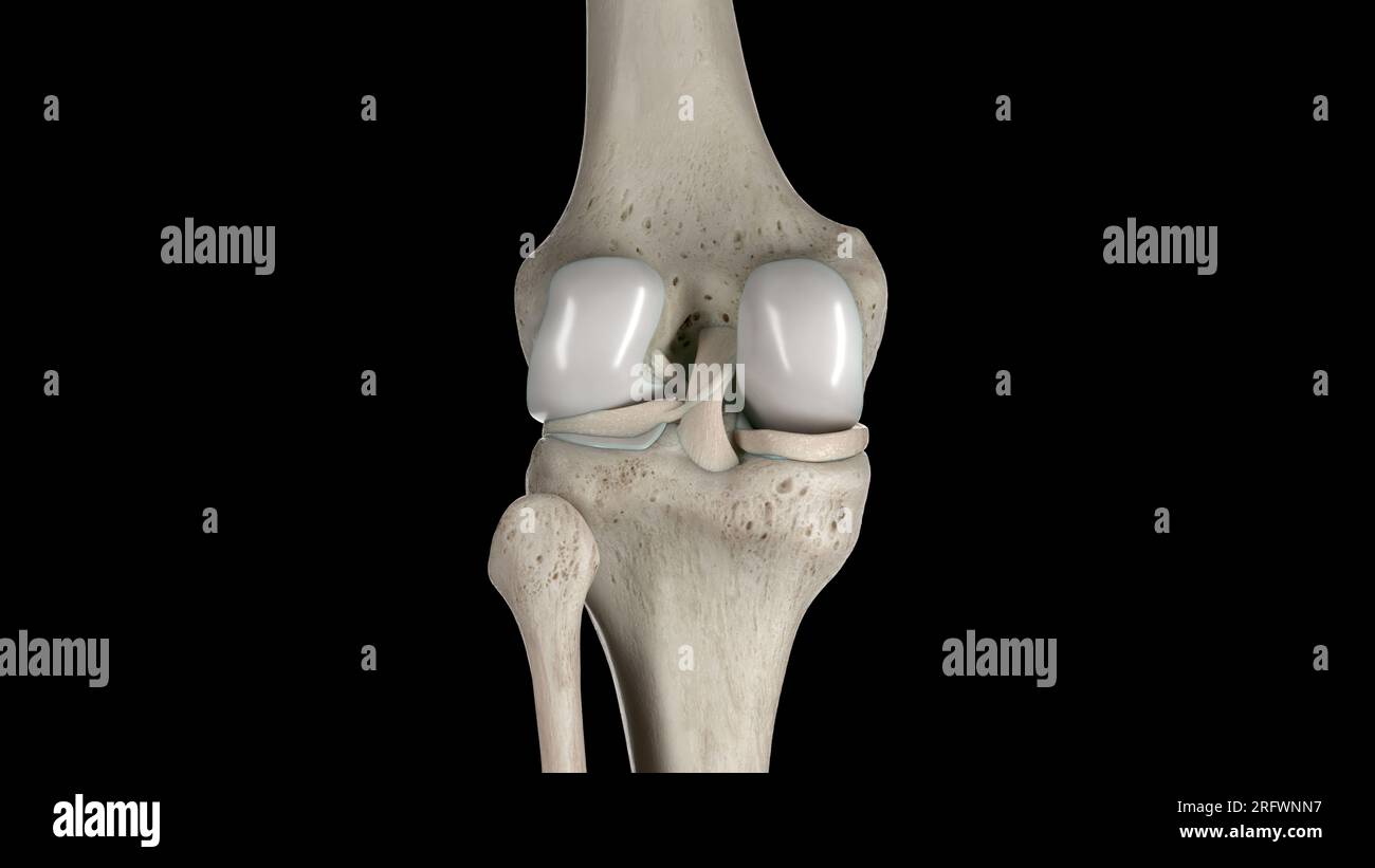 Ossa del ginocchio, illustrazione Foto Stock