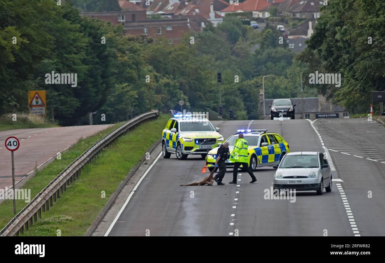 M90 Queensferry Road, Scozia, Regno Unito. 6 agosto 2023. UCI World Cycling Championship Men's Elite Road Race. I cervi morti vengono rimossi dalla strada prima della partenza da Edimburgo. Arrivo della gara nella George Square di Glasgow, che copre una distanza di 270 km Nella foto: Peloton su M90. Credito: Notizie dal vivo Archwhite/alamy Foto Stock