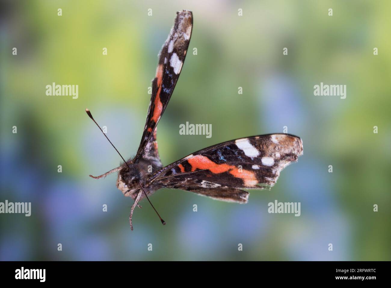 Ammiraglio, Flug, fliegend, Hedera Helix, Vanessa atalanta, Pyrameis atalanta, ammiraglio rosso, volo, volo, le Vulcain Foto Stock