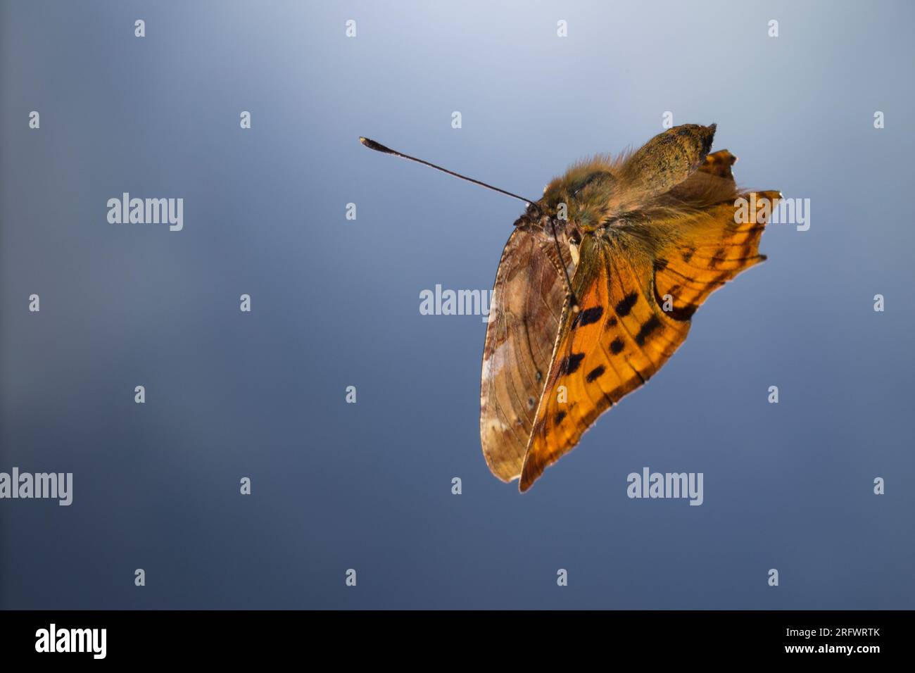 C-falter, Weißes C, C-Fuchs, Flug, fliegend, Polygonia c-album, Nymphalis c-album, virgola, anglewings, flight, volare, le Robert-le-Diable Foto Stock