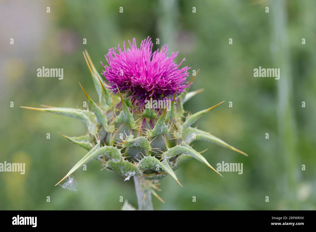 Mariendistel, Christi Krone, Donnerdistel, Fieberdistel, Frauendistel, Silybum marianum, Carduus marianus, cardo mariano, Cardo mariano, Cardo Maria Foto Stock