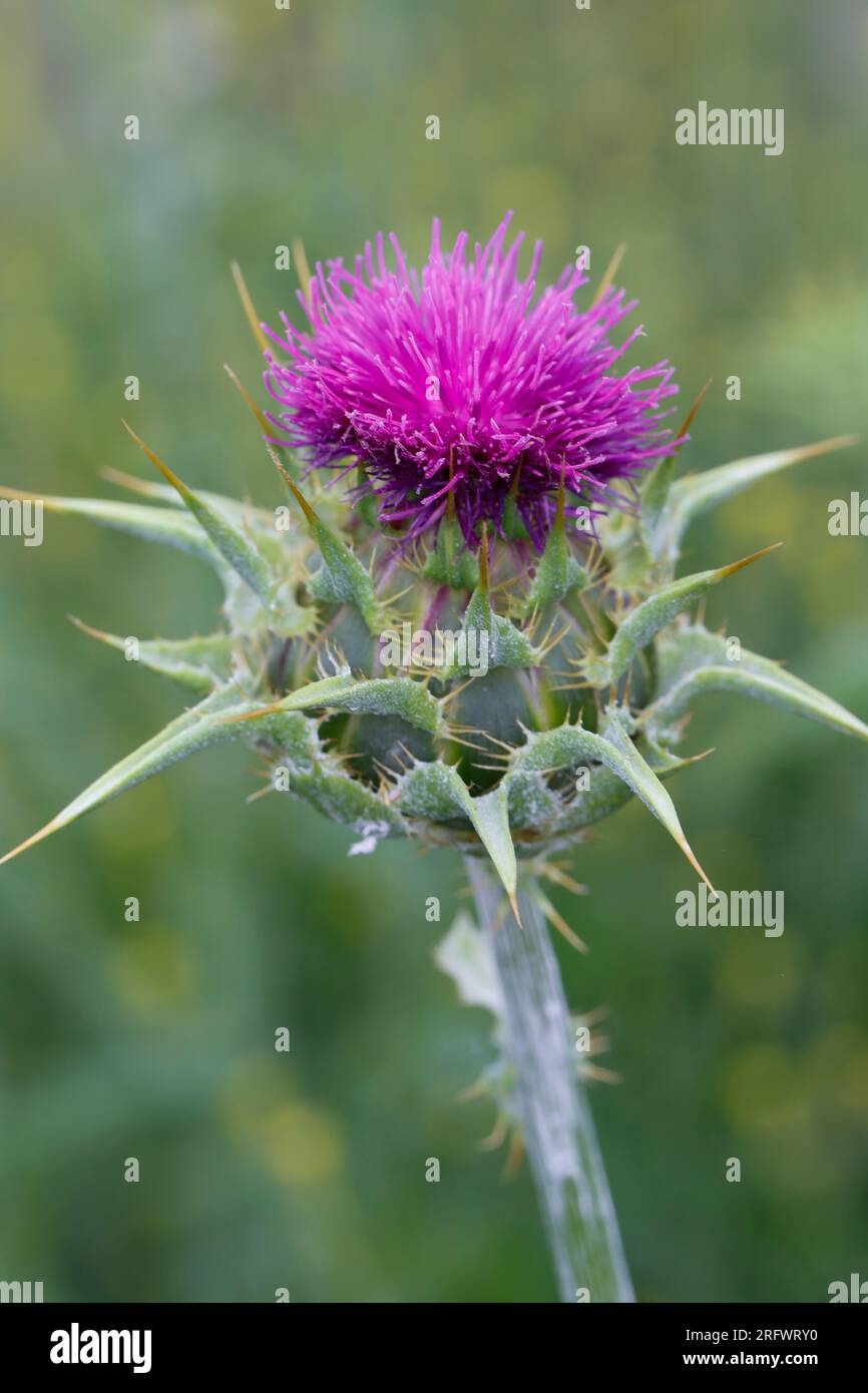 Mariendistel, Christi Krone, Donnerdistel, Fieberdistel, Frauendistel, Silybum marianum, Carduus marianus, cardo mariano, Cardo mariano, Cardo Maria Foto Stock