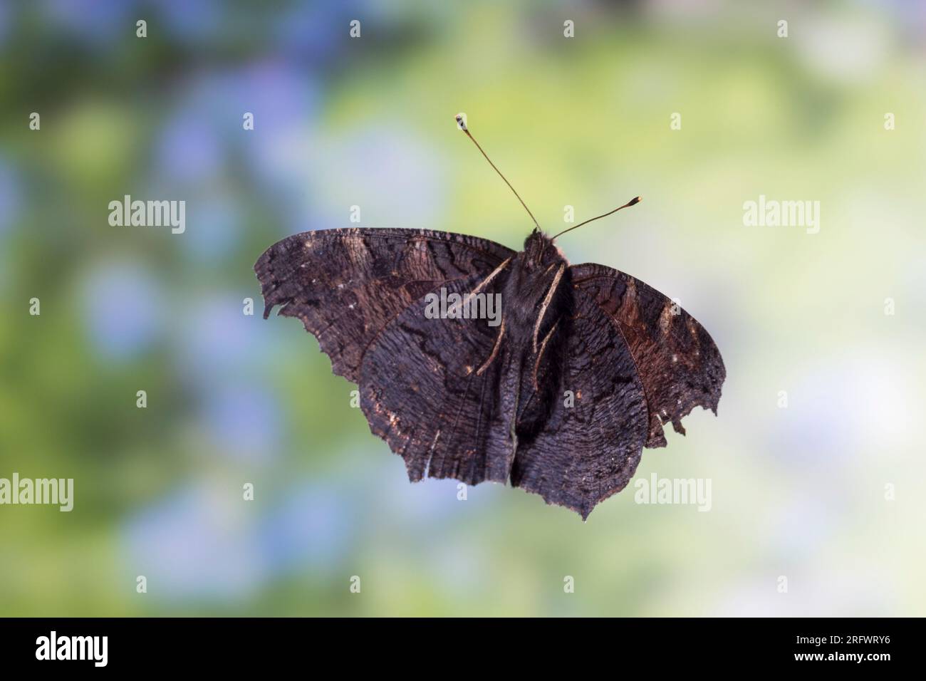 Tagpfauenauge, Tag-Pfauenauge, Flug, fliegend, Aglais io, Inachis io, Nymphalis io, falena di pavone, pavone europeo, pavone, peacock butterfly, volo Foto Stock