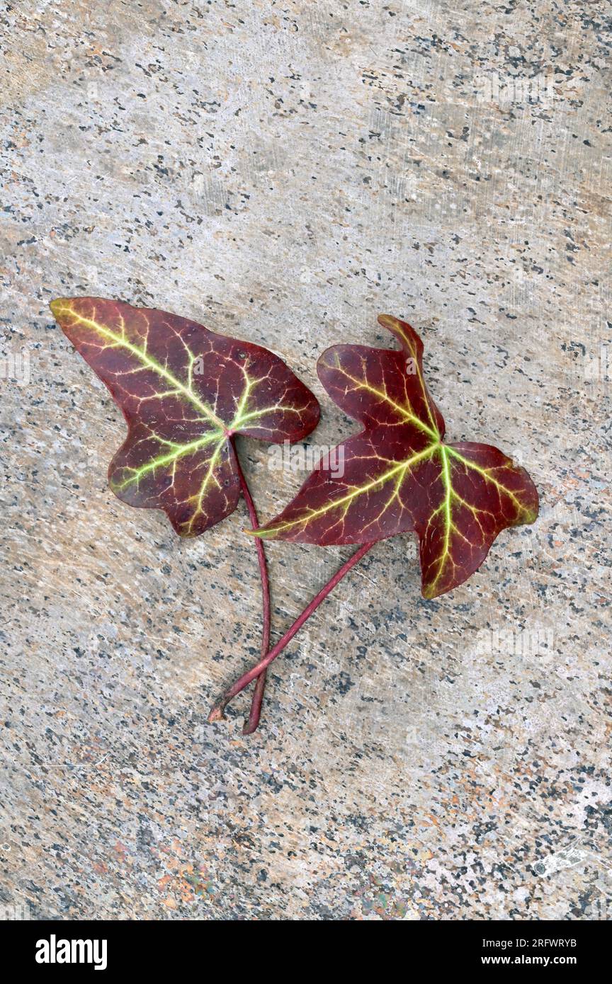 Due foglie di edera o Hedera Hedera Helix di colore rosso Bordeaux, disposte a faccia in giù con vene pallide su marmo Foto Stock