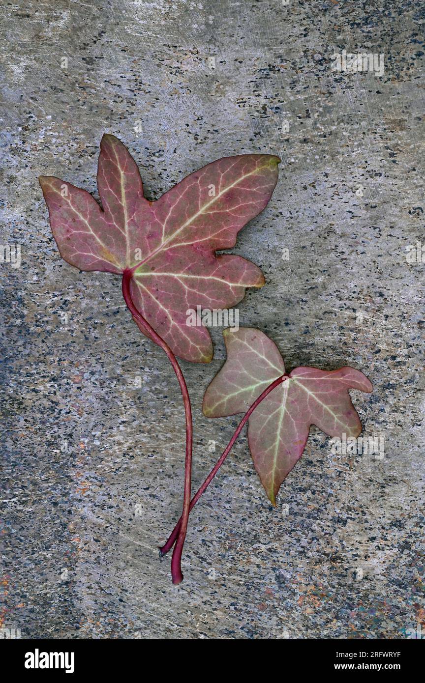 Due lieviti color Bordeaux pallido di edera o Hedera Helix sdraiati a faccia in giù con vene pallide visibili sul marmo Foto Stock