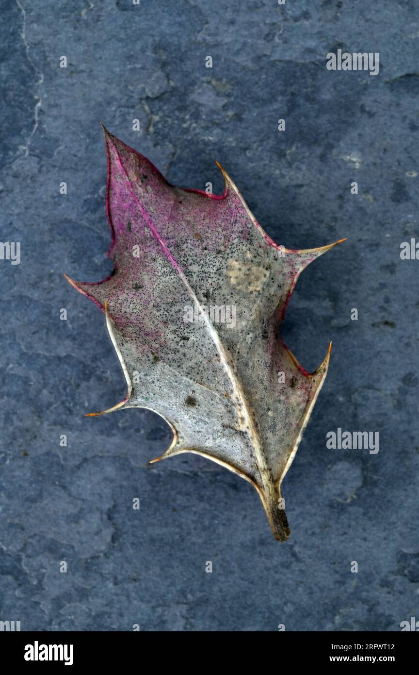 Una singola foglia di Holly o Ilex aquifolium, argento sbiancato e viola con il tempo invernale adagiato sull'ardesia Foto Stock