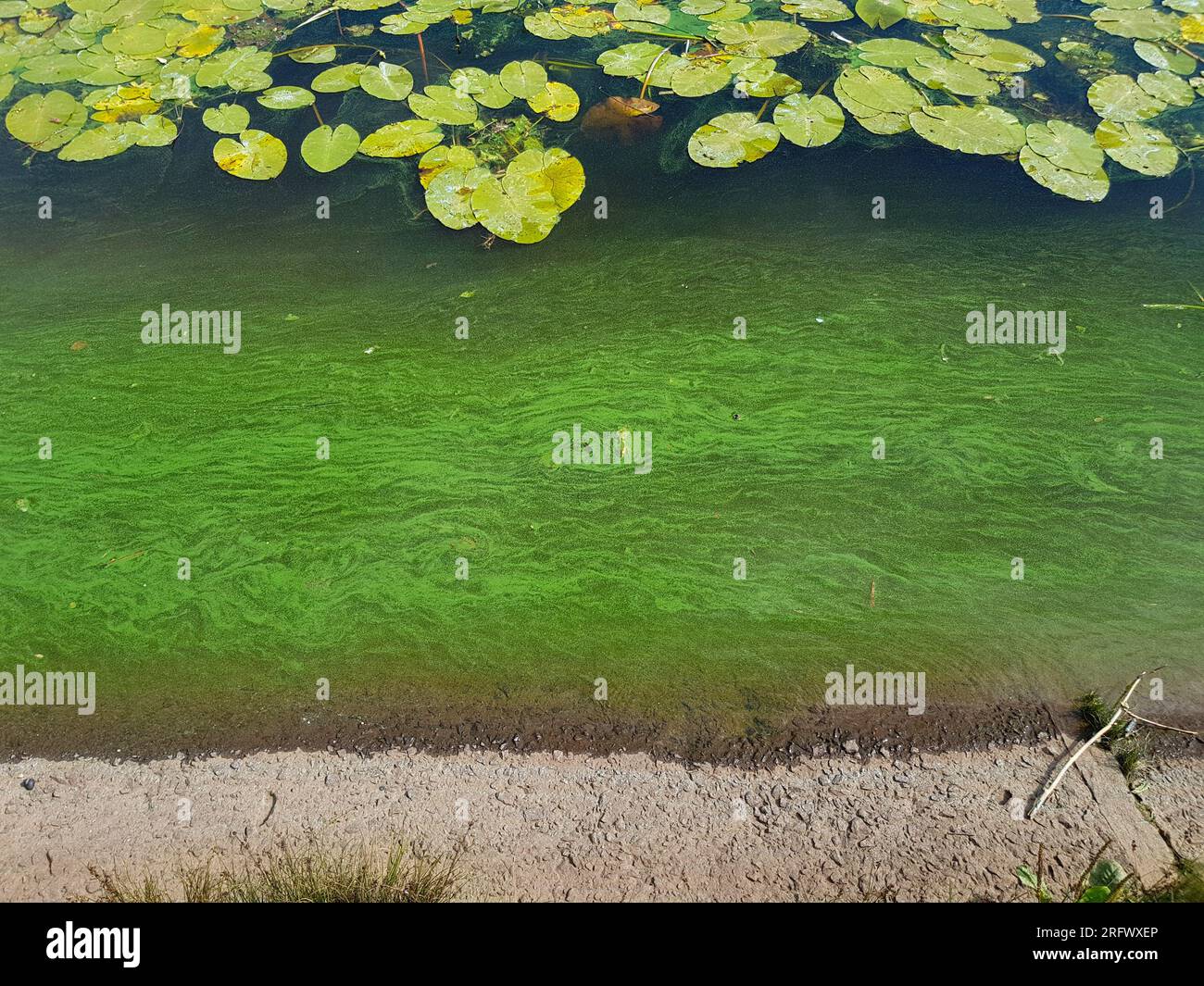Acqua in fiore nel fiume. Molte ninfee e parte della costa nella cornice, alto angolo di visione. Foto Stock