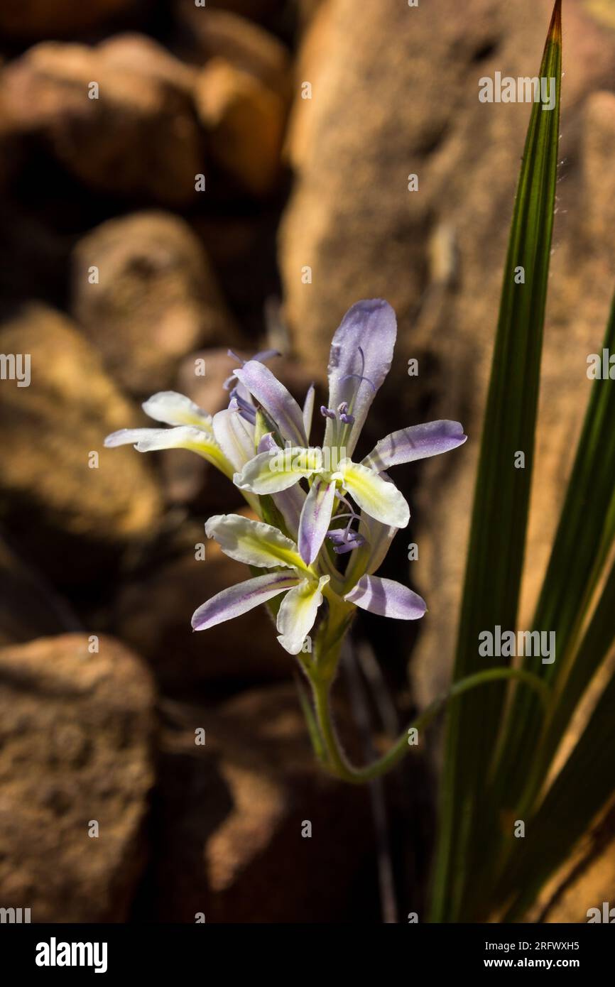 Piccoli e bellissimi fiori di una delle specie Babiana del Sudafrica, che crescono tra i massi dei monti Cederberg in Sudafrica. Foto Stock